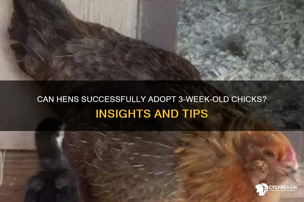 will hens adopt chicks at 3 weeks old