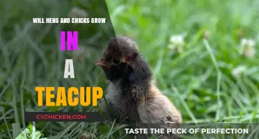 Can Hens and Chicks Thrive in a Teacup Garden?