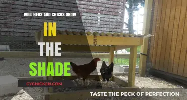 Can Hens and Chicks Thrive in Shaded Garden Areas?