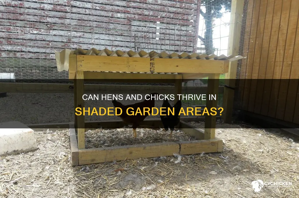 will hens and chicks grow in the shade