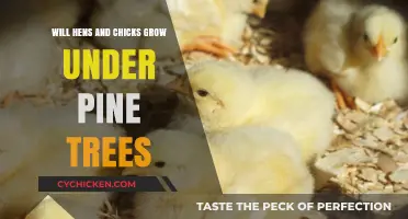 Can Hens and Chicks Thrive Under Pine Trees? Gardening Tips