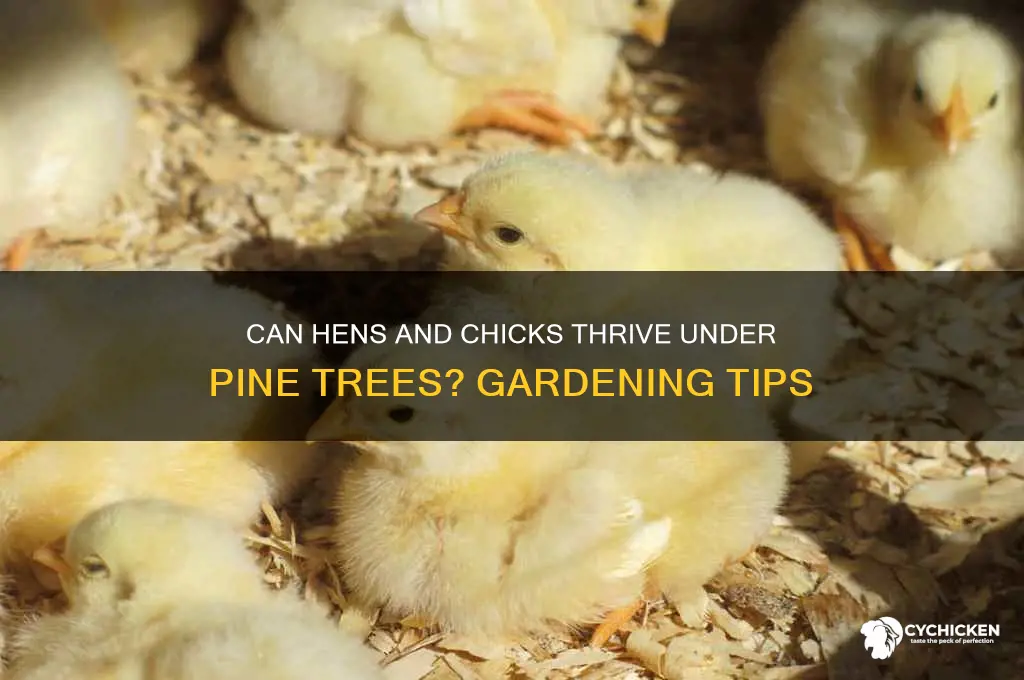 will hens and chicks grow under pine trees
