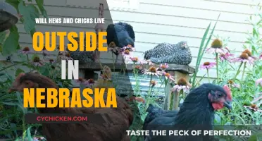 Can Hens and Chicks Survive Nebraska's Outdoor Climate?