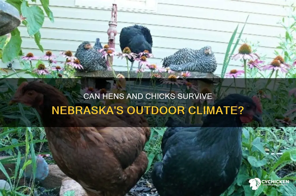 will hens and chicks live outside in nebraska