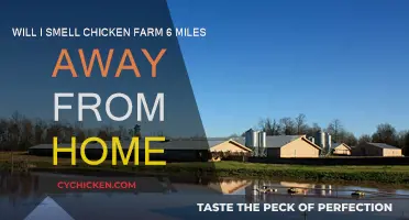 Chicken Farm Stench: Can I Smell It 6 Miles Away?