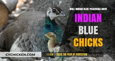 Do Indian Blue Peacocks Hatch Indian Blue Chicks? Exploring Genetics