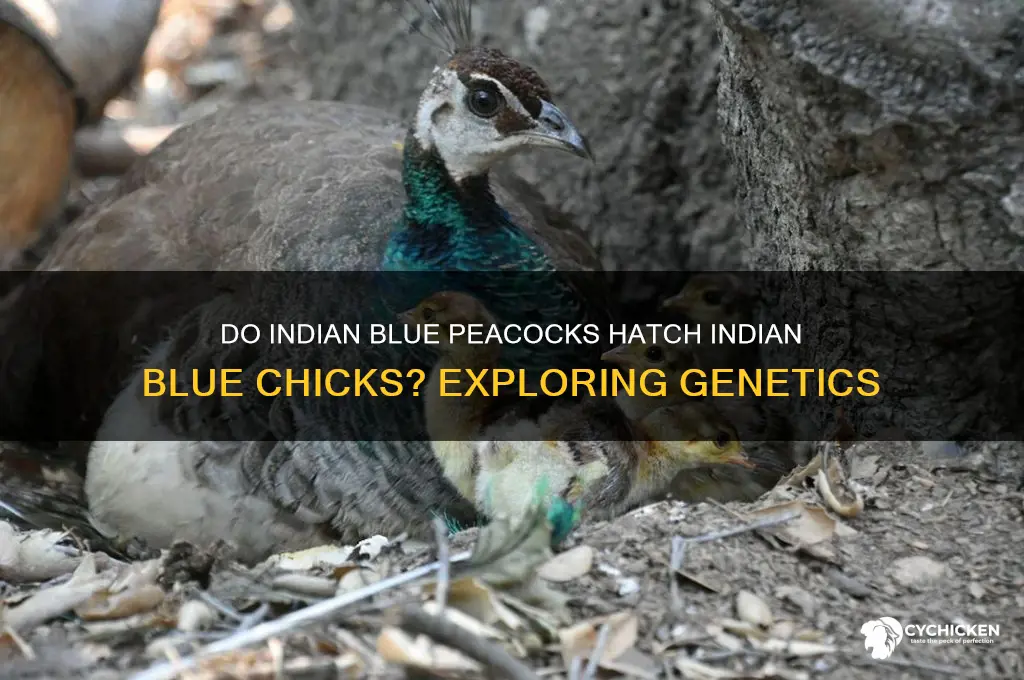will indian blue peacocka have indian blue chicks