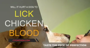 Can Dogs Lick Chicken Blood?
