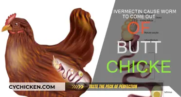 Ivermectin's Effect: Worms Leaving Chickens' Back Ends
