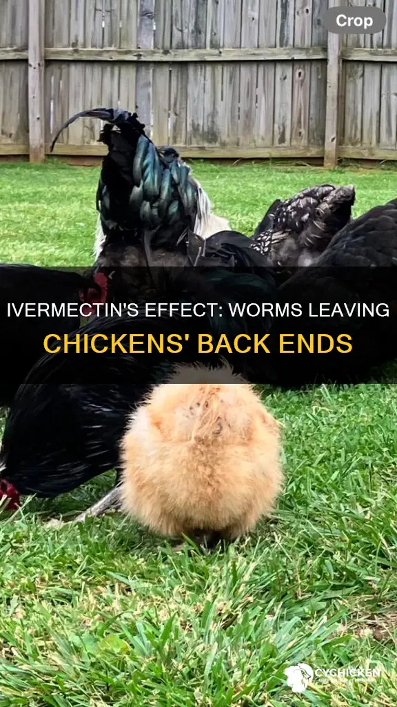 will ivermectin cause worm to come out of butt chicken