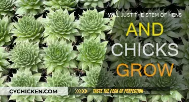 How to Propagate Hens and Chicks from Stem Cuttings
