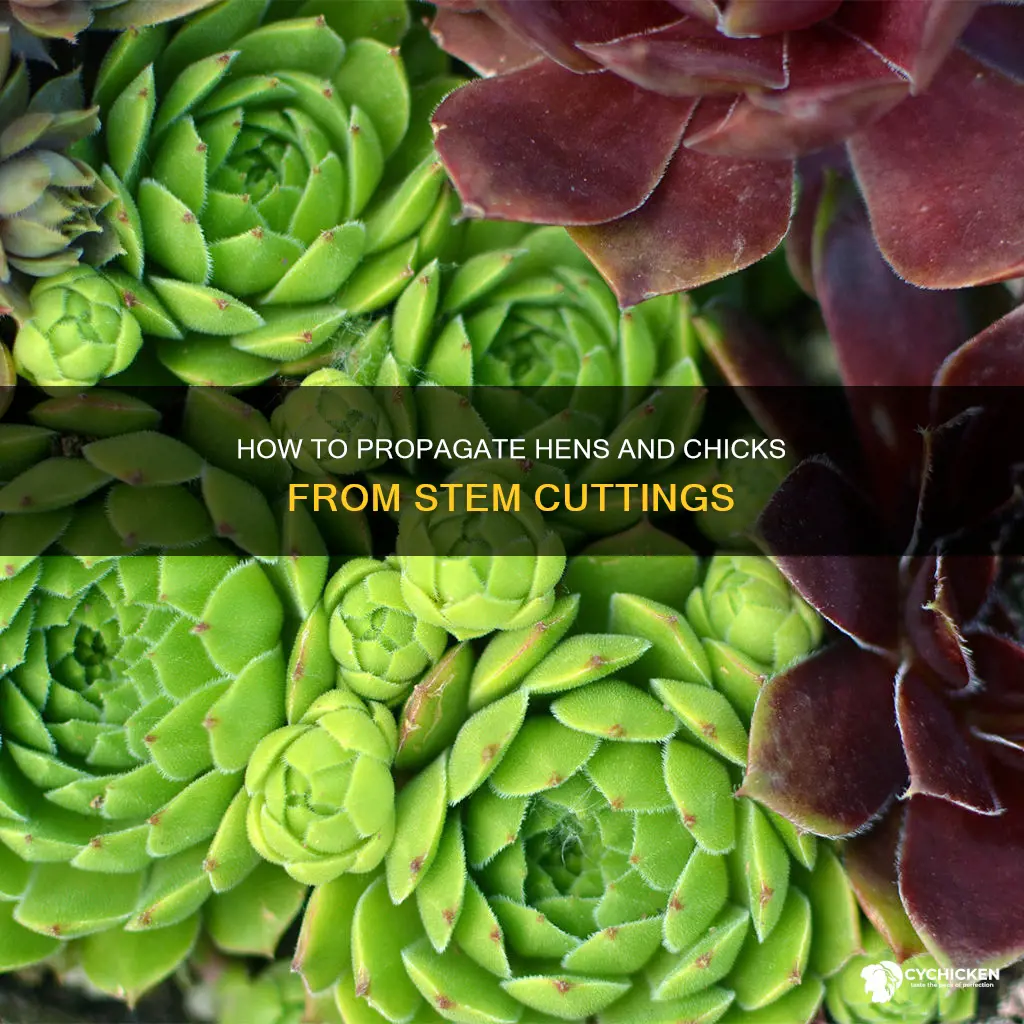 will just the stem of hens and chicks grow