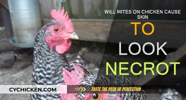 Mite Infestation: Can It Cause Necrotic Skin in Chickens?