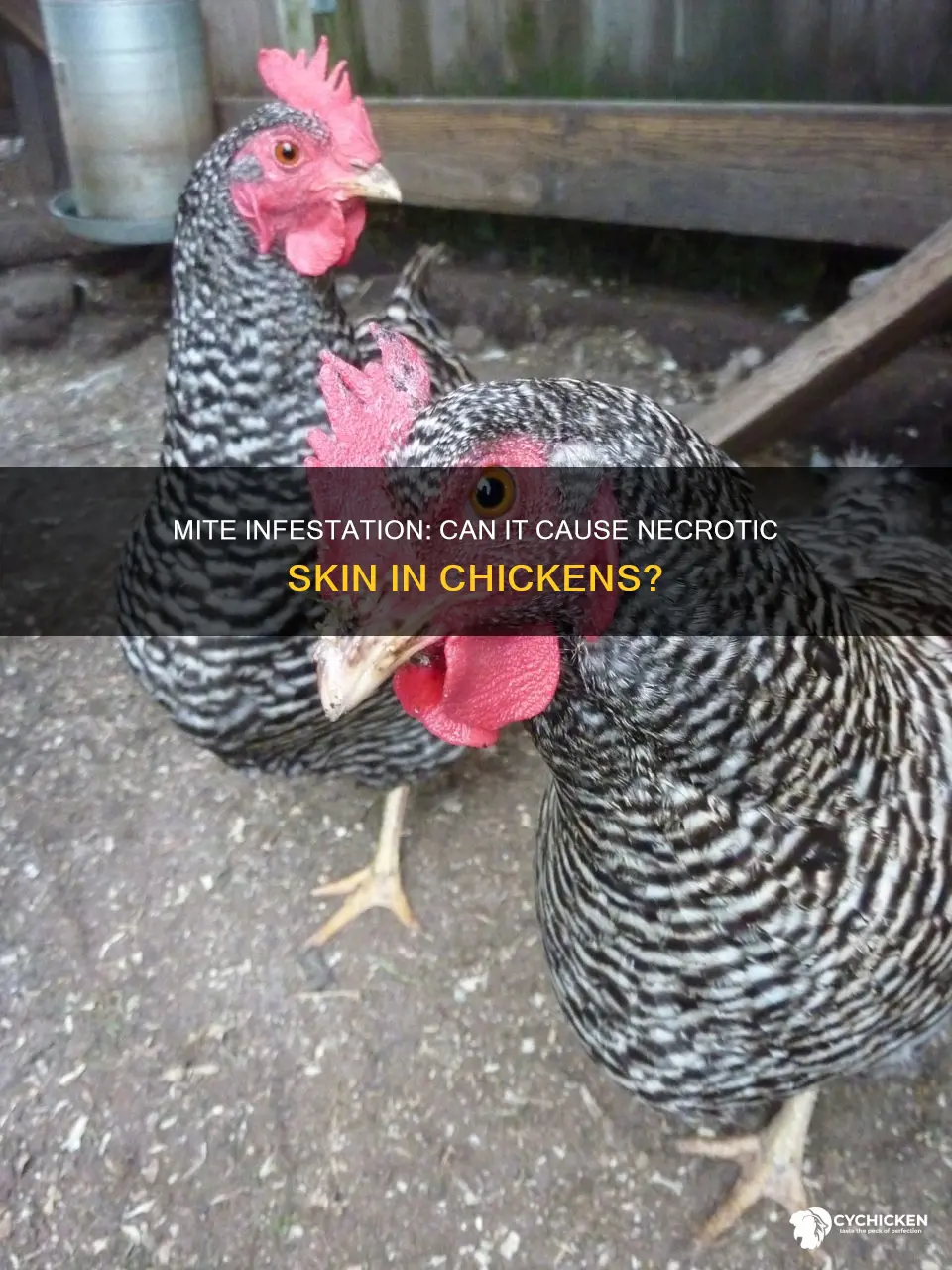 will mites on chicken cause skin to look necrotic