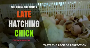 Can a Late-Hatching Chick Be Accepted by Momma Duck?