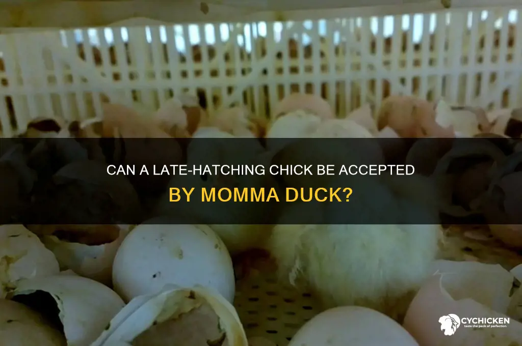 will momma duck except a late hatching chick