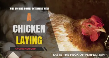 Moving Homes: How It Affects Your Chickens' Egg-Laying Habits