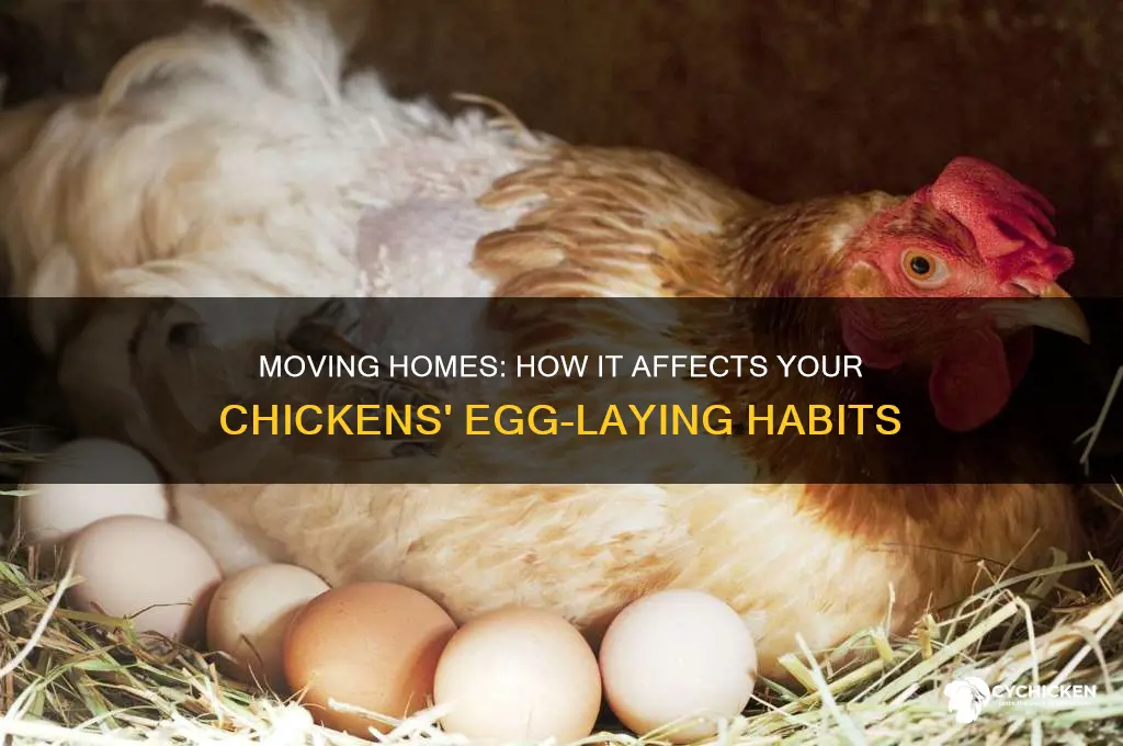 will moving homes interfere with a chicken laying