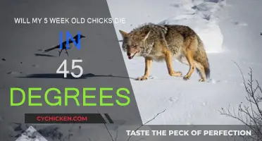 Chick Care: Surviving Cold Nights