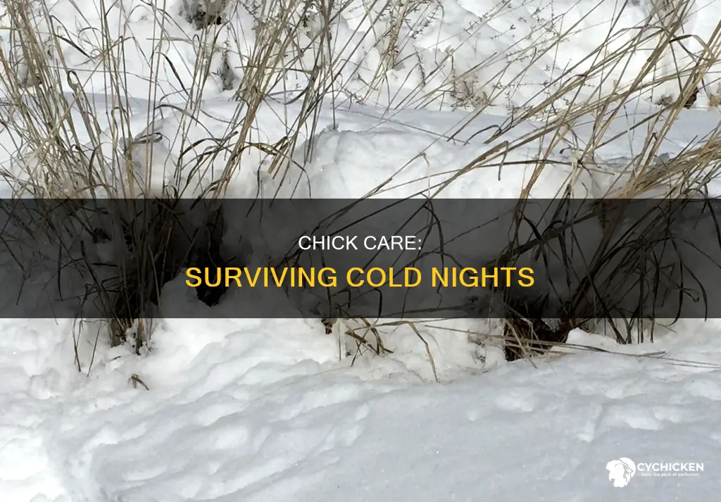 will my 5 week old chicks die in 45 degrees