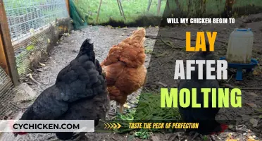 Post-Molting Egg Production: When Will Your Chicken Resume Laying?