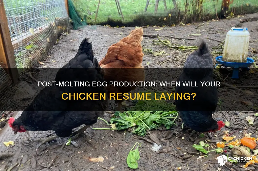 will my chicken begin to lay after molting