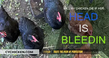 How to Stop a Chicken From Bleeding to Death