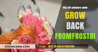 Can a Chicken's Comb Regrow After Frostbite Damage?