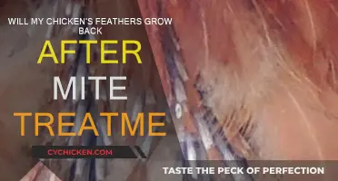 Effective Mite Treatment: Will My Chicken's Feathers Grow Back?