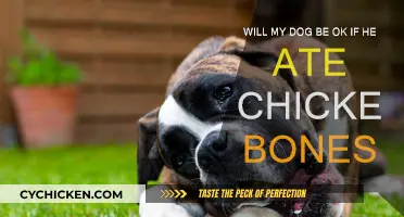 Chicken Bones: Are They Safe for Dogs?