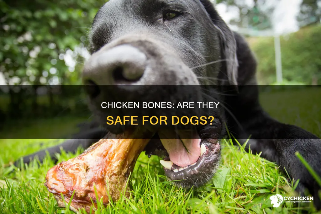 will my dog be ok if he ate chicken bones