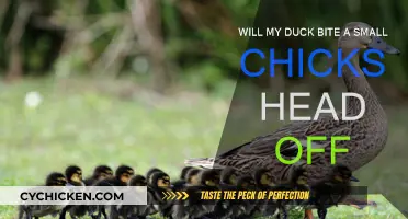 Duck Behavior: Will They Harm Small Chicks?