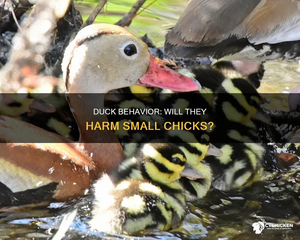 will my duck bite a small chicks head off