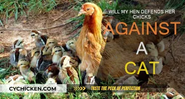 How to Protect Your Chicks: Hen vs. Cat
