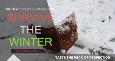 How to Ensure Your Hens and Chicks Survive Winter