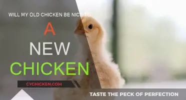 Introducing New Chickens: Will Old Birds Be Friendly?