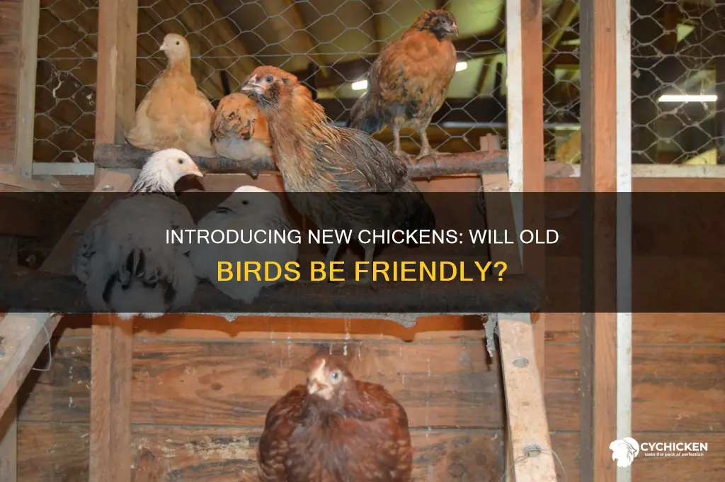 will my old chicken be nice to a new chicken