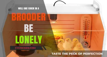Can a Solo Chick in a Brooder Feel Lonely? Exploring Social Needs