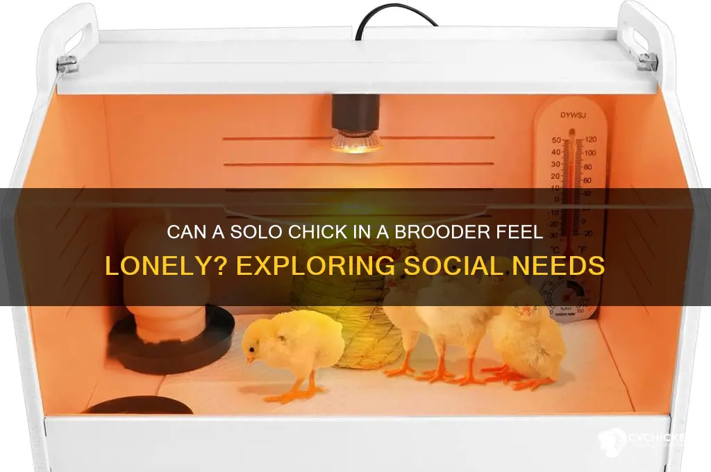 will one chick in a brooder be lonely