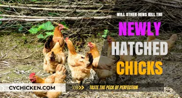 Newly Hatched Chicks: Survival Threats from Fellow Hens Explained