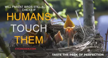 Human Touch: Will Parent Birds Still Accept Their Chicks?
