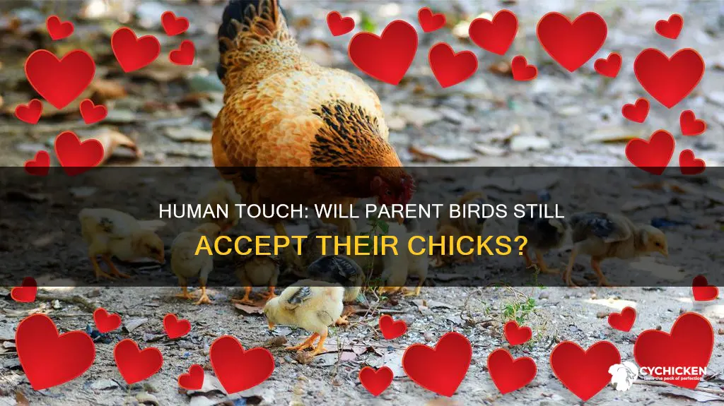 will parent birds still accept chicks if humans touch them