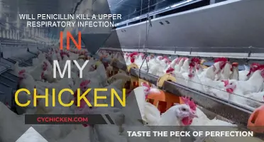 Penicillin for Upper Respiratory Infections in Chickens