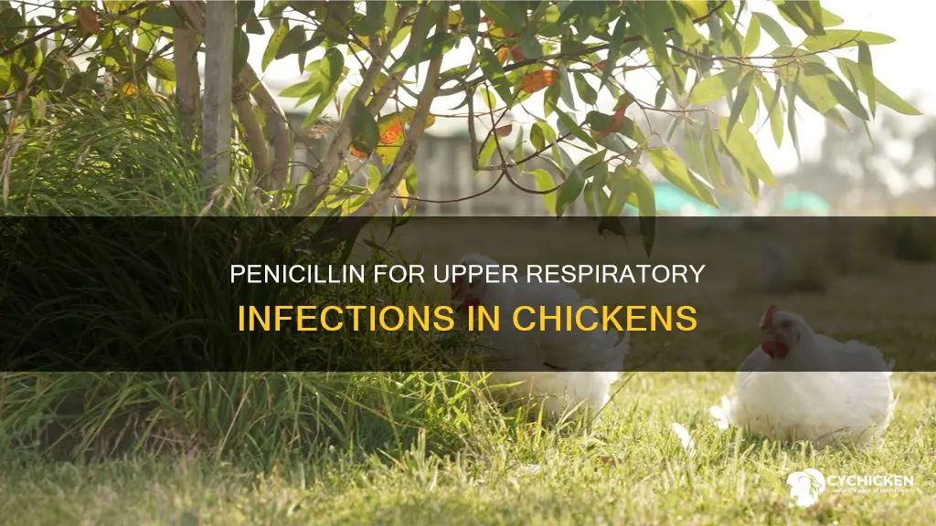 will penicillin kill a upper respiratory infection in my chicken