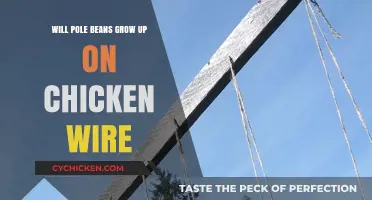 Can Pole Beans Climb Chicken Wire? Gardening Tips and Tricks