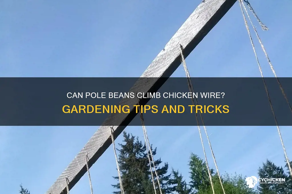 will pole beans grow up on chicken wire