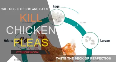 Treating Chicken Fleas with Dog and Cat Medicine