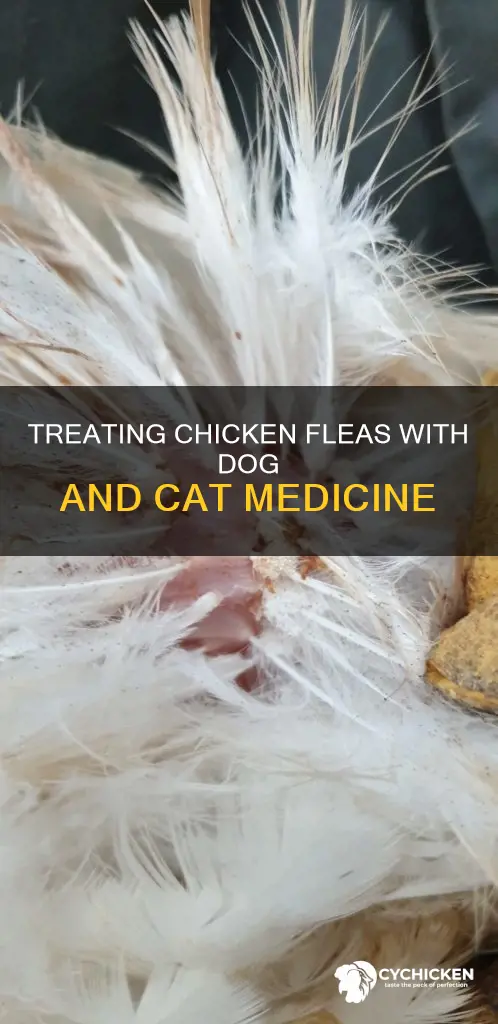 will regular dog and cat medicine kill chicken fleas