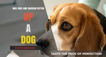 Can Rice and Chicken Help Your Dog Gain Healthy Weight?