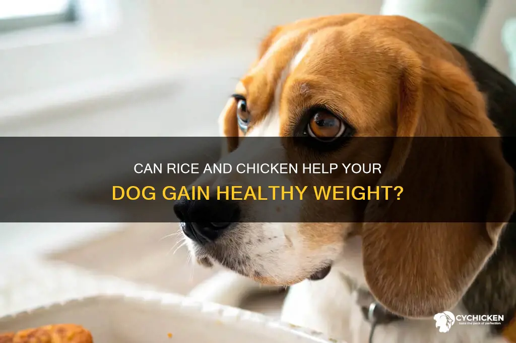 will rice and chicken fatten up a dog